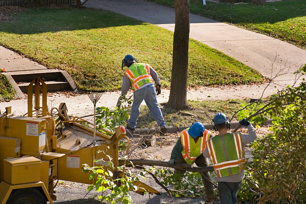 Best Arborist Services Near Me  in Cottonwood Shores, TX